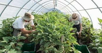Los desafíos de la agricultura y la silvicultura para que sean actividades más seguras