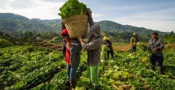 Cómo identificar los peligros en las operaciones manuales de granjas